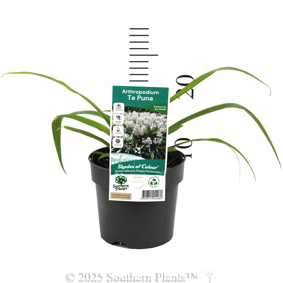 Arthropodium  'Te Puna' - Product photo