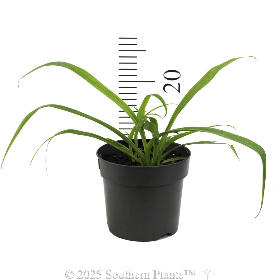 Arthropodium  'Te Puna' - Reference photo