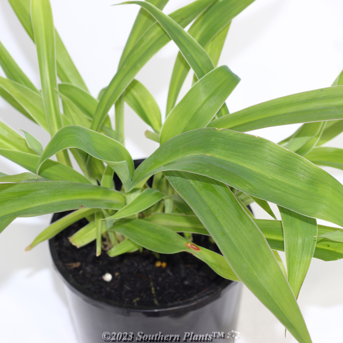 Arthropodium  'Te Puna'