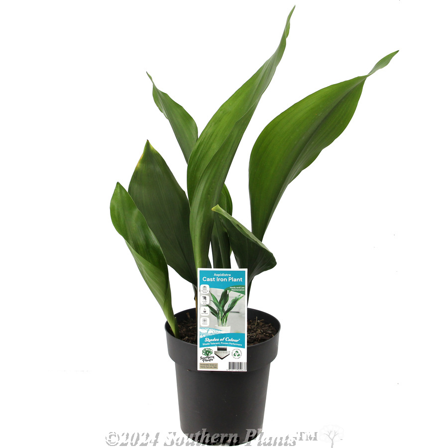 Cast Iron Plant - Plant photo