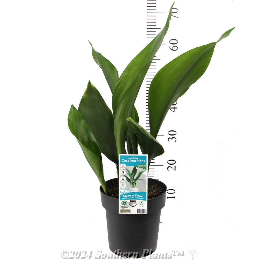 Cast Iron Plant - Product photo