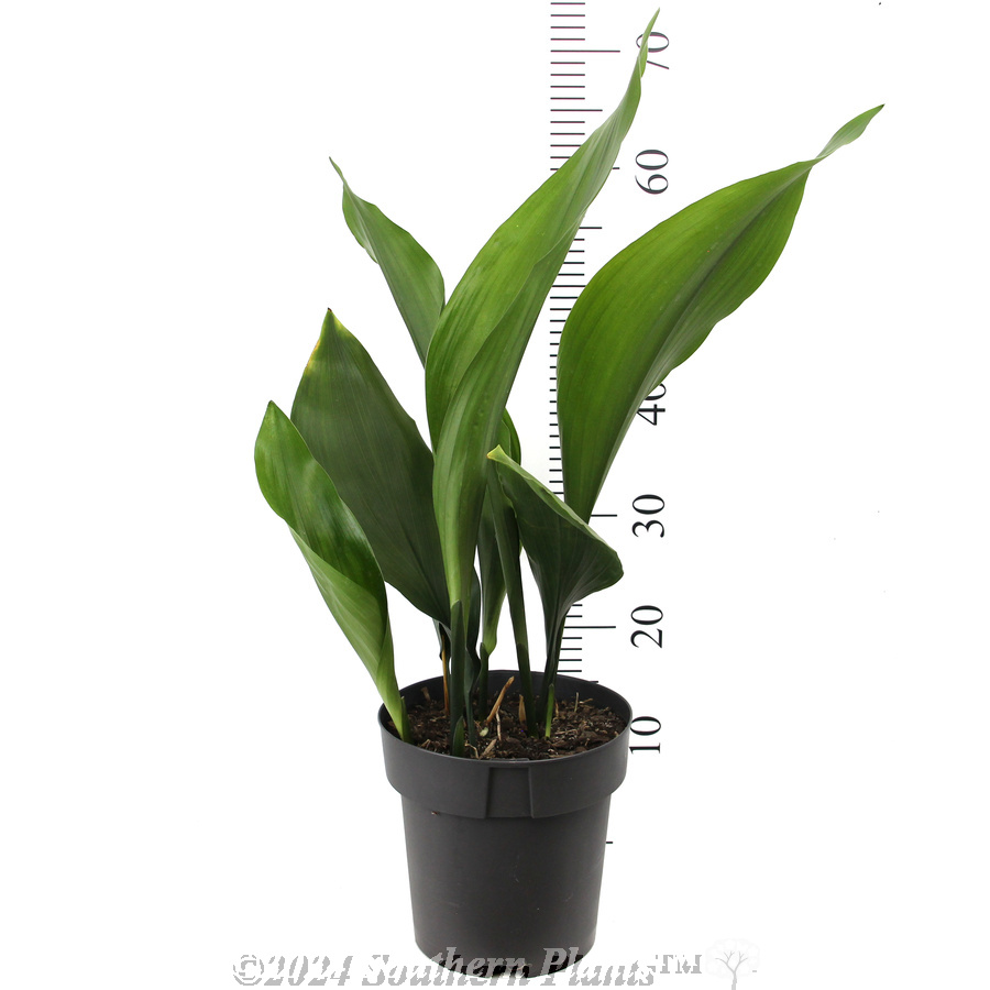 Cast Iron Plant - Reference photo