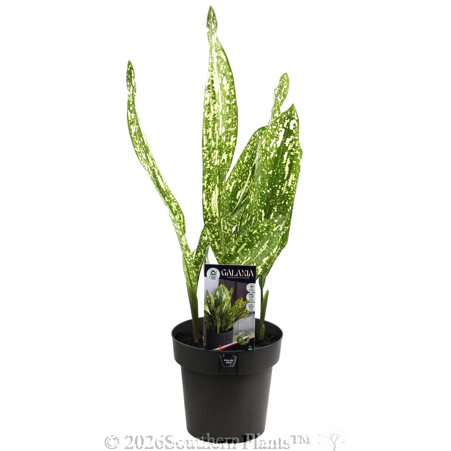 Galaxia Cast Iron Plant - Plant photo