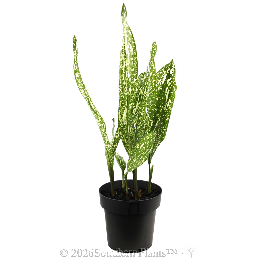 Galaxia Cast Iron Plant - Alternate photo