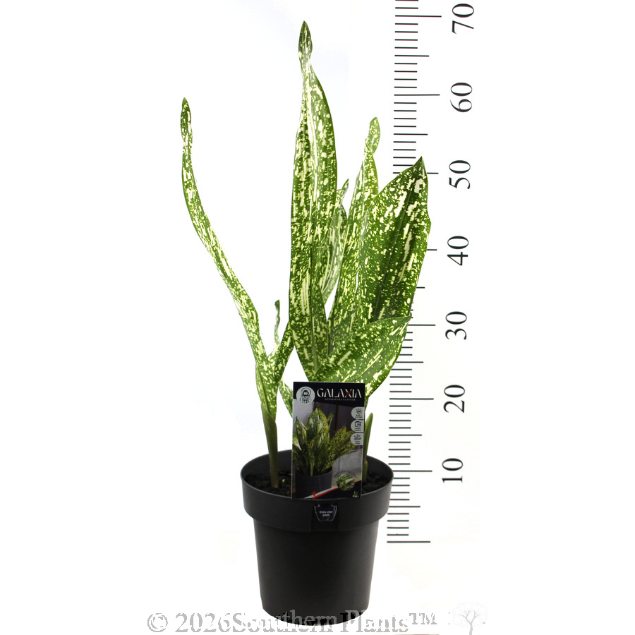 Galaxia Cast Iron Plant