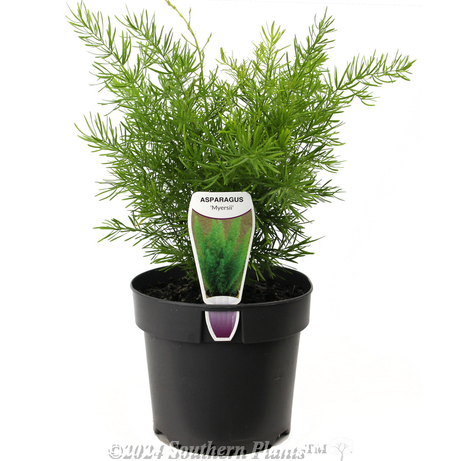 Foxtail Fern - Plant photo