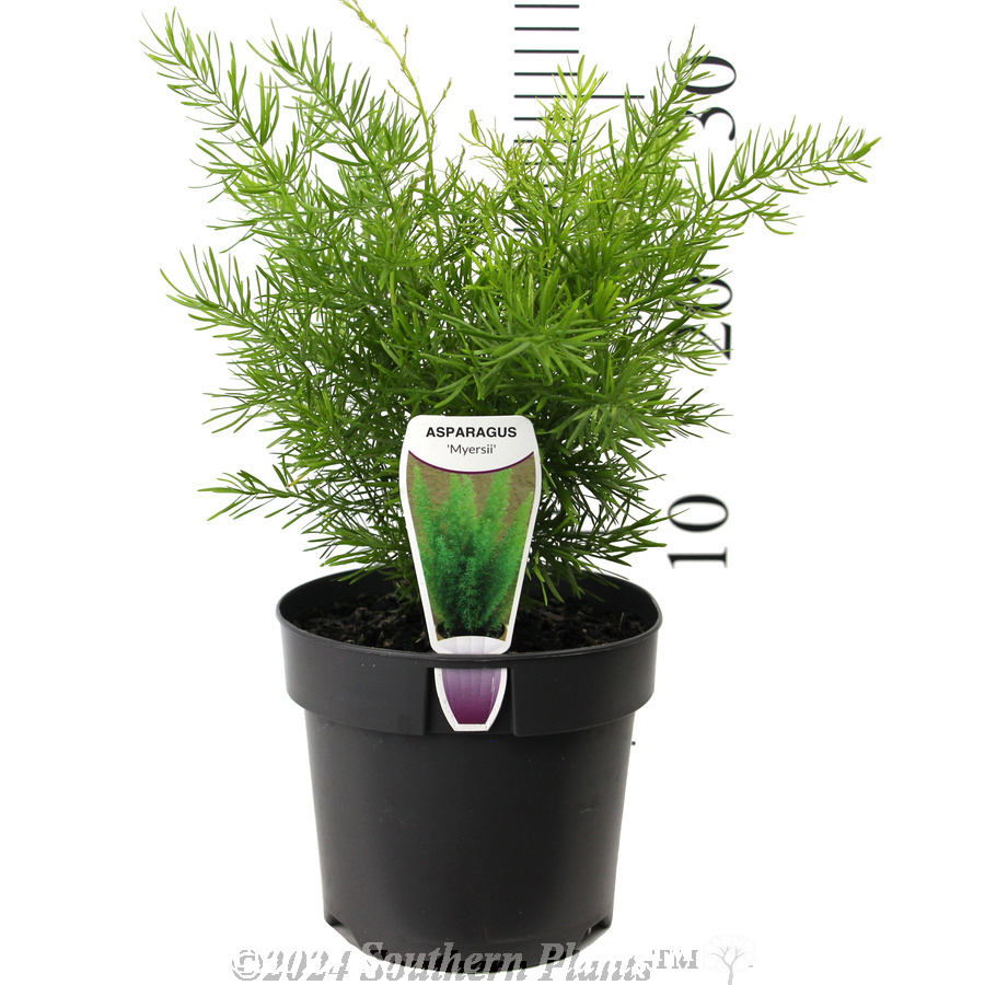 Foxtail Fern