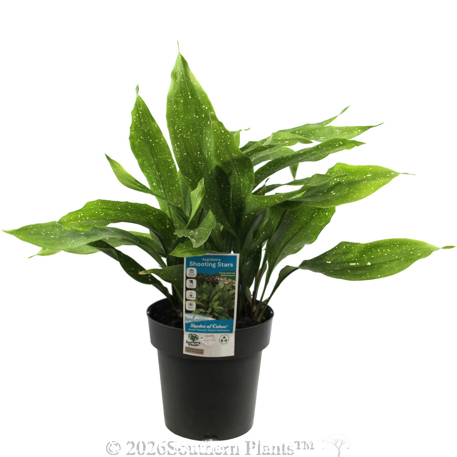Cast Iron Plant - Plant photo