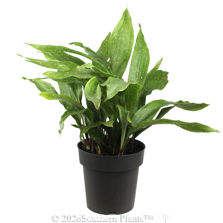Cast Iron Plant - Alternate photo