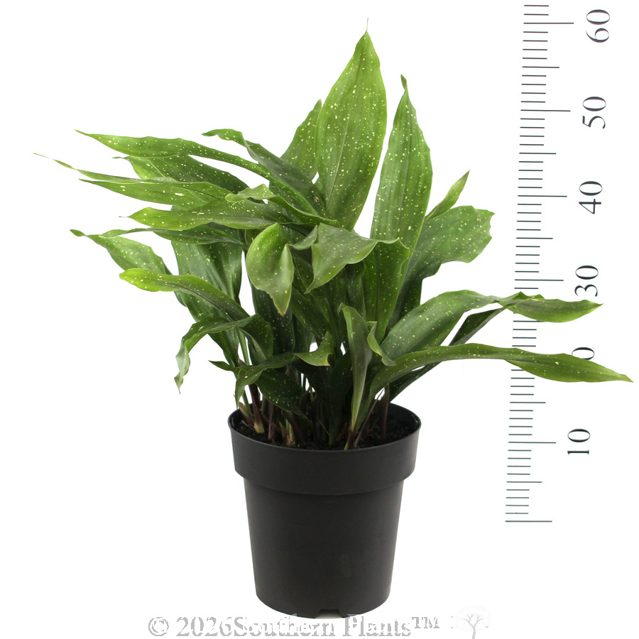 Cast Iron Plant - Reference photo