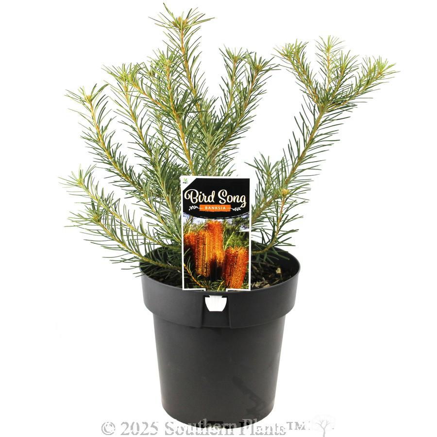 Heath Banksia - Plant photo