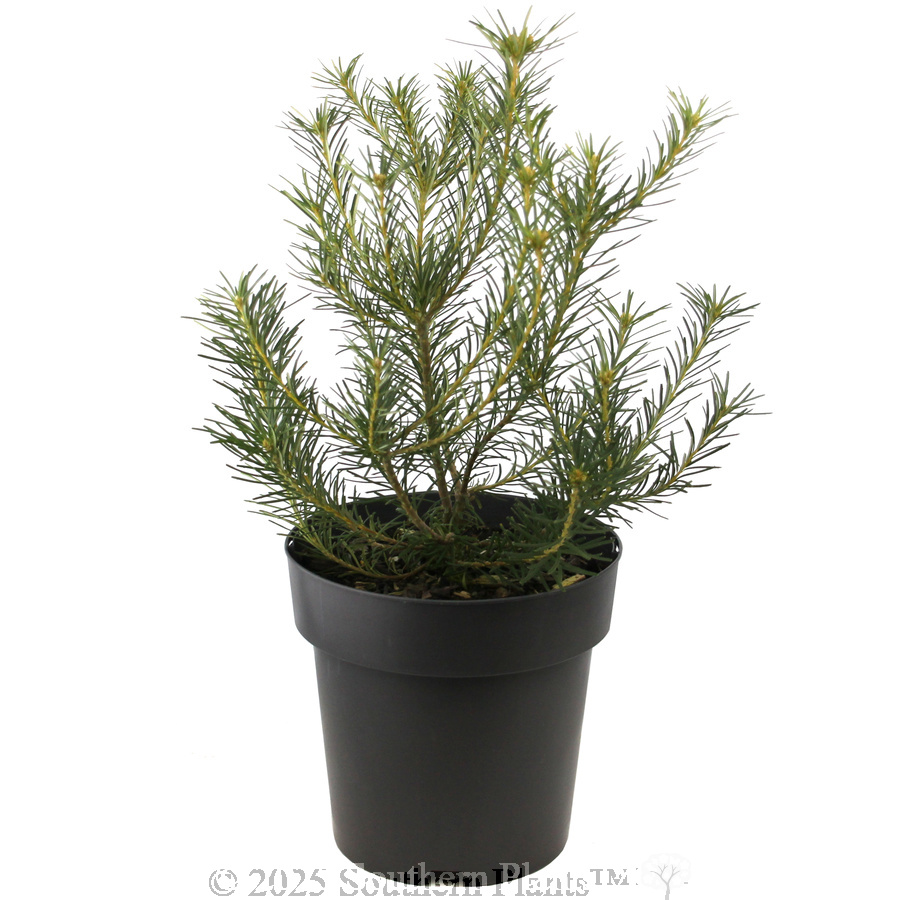 Heath Banksia - Alternate photo