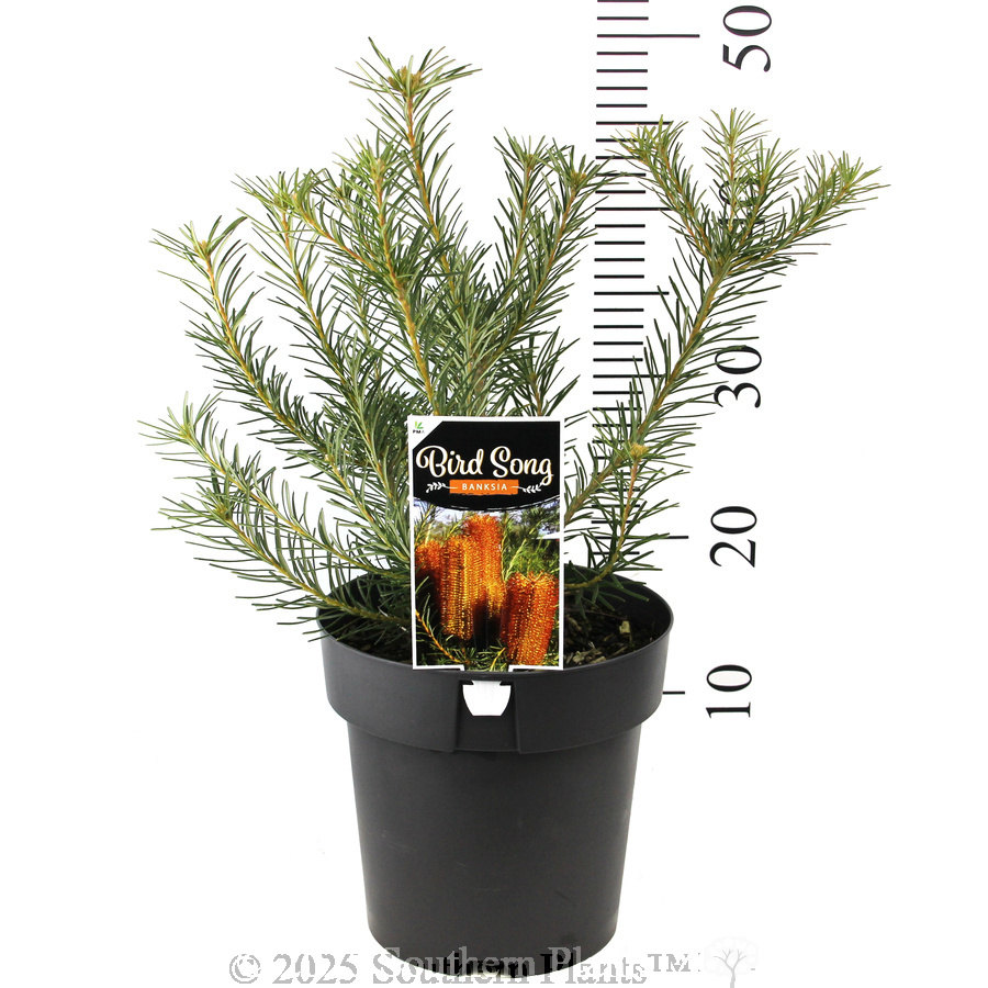 Heath Banksia