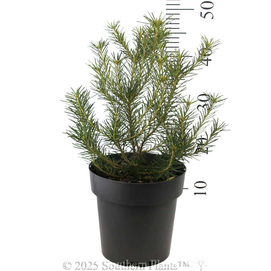 Heath Banksia - Reference photo