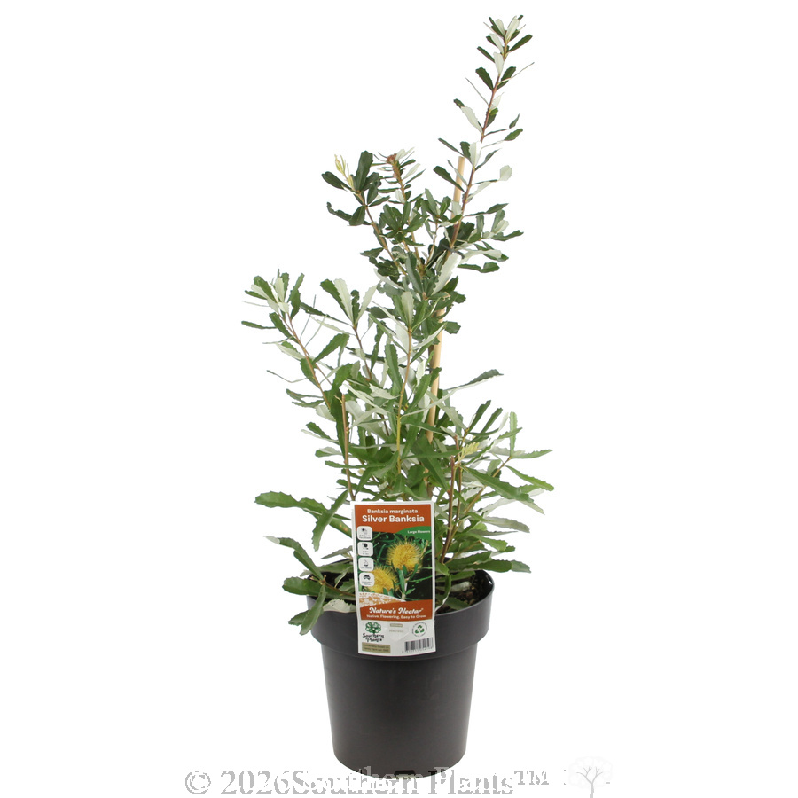 Silver Banksia - Plant photo