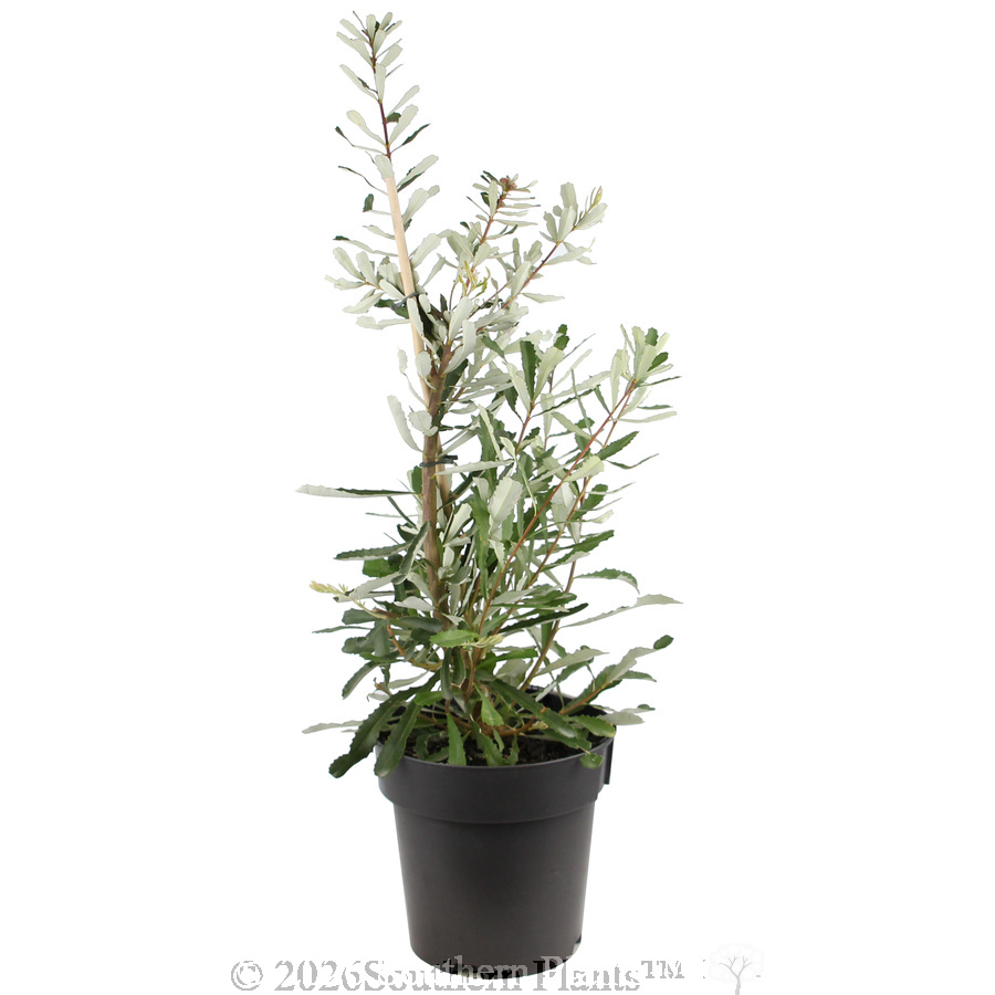 Silver Banksia - Alternate photo