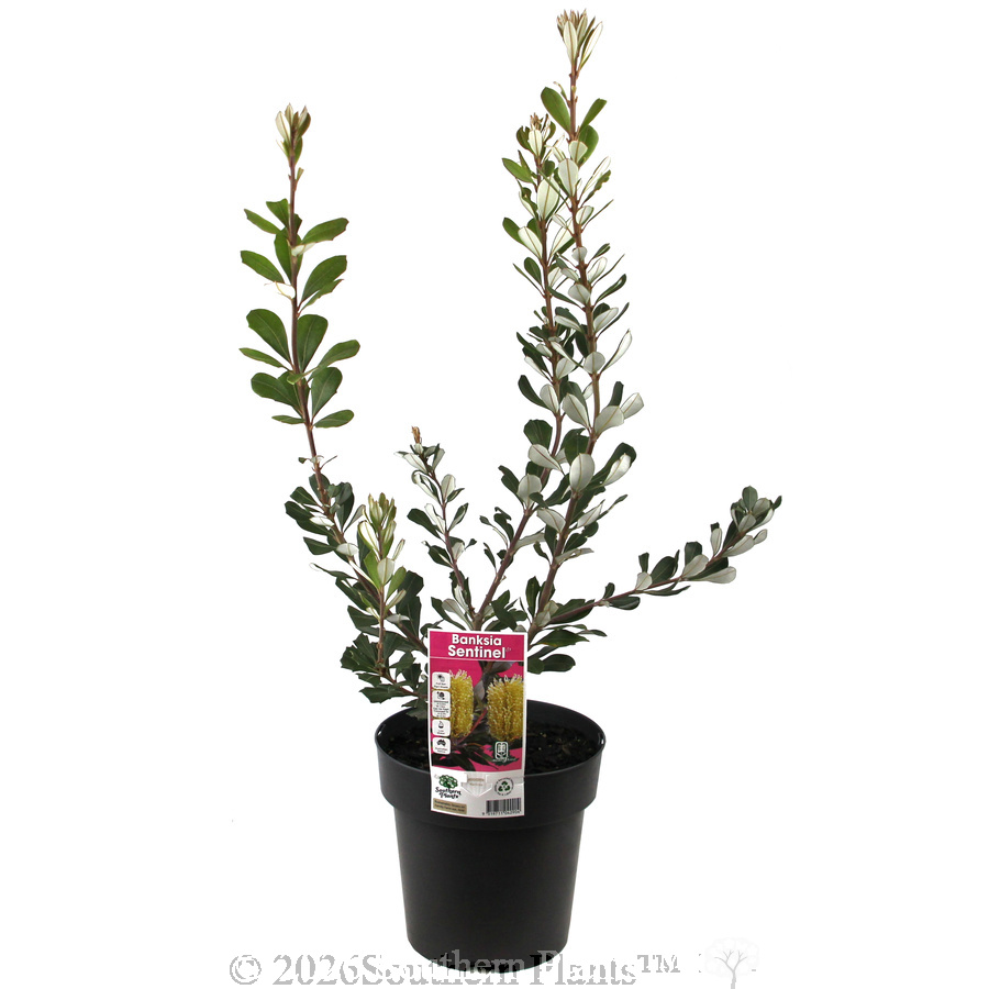 Banksia Sentinel - Plant photo