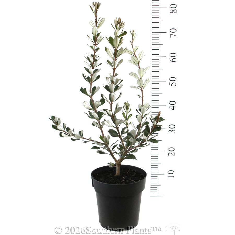 Banksia Sentinel - Reference photo
