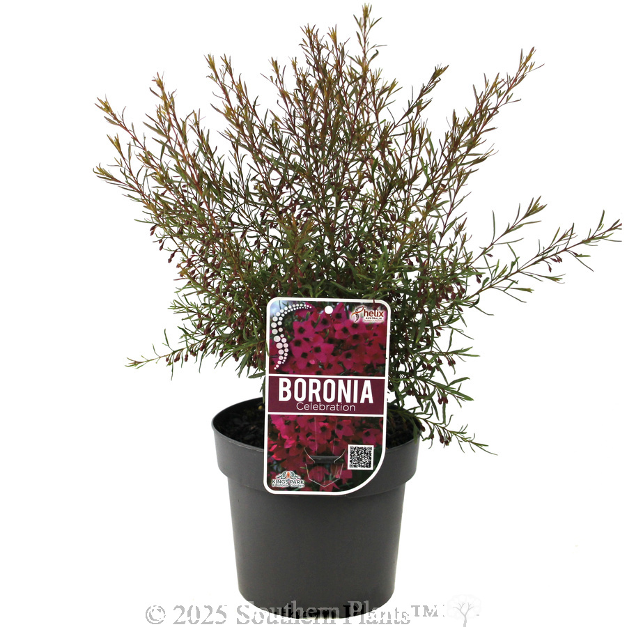 Boronia Celebration