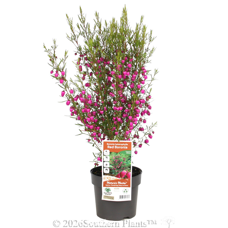Red Boronia