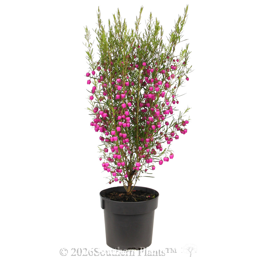 Red Boronia - Alt