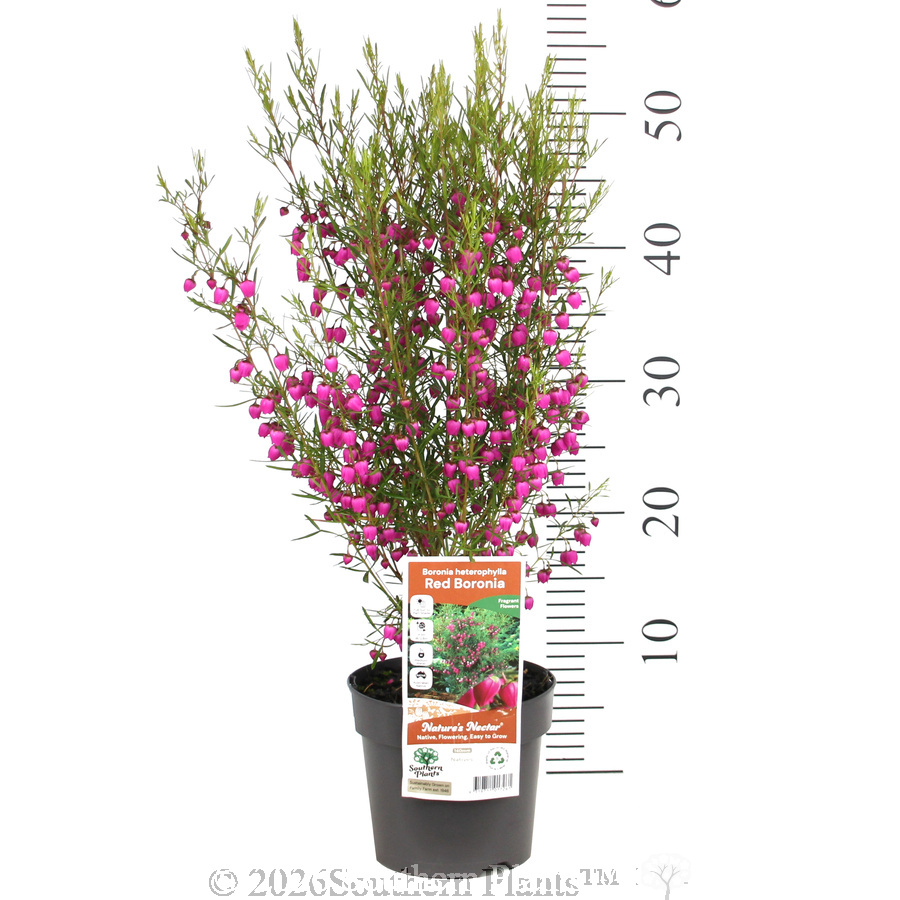 Red Boronia - Pack