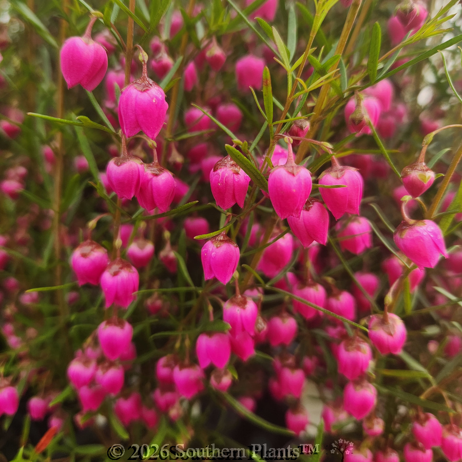 Red Boronia - Detail