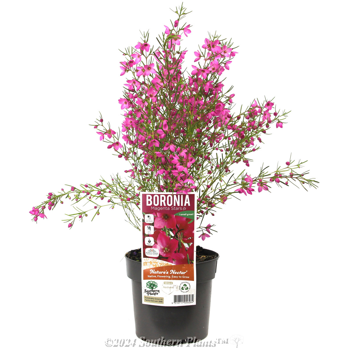 Boronia Magenta Stars