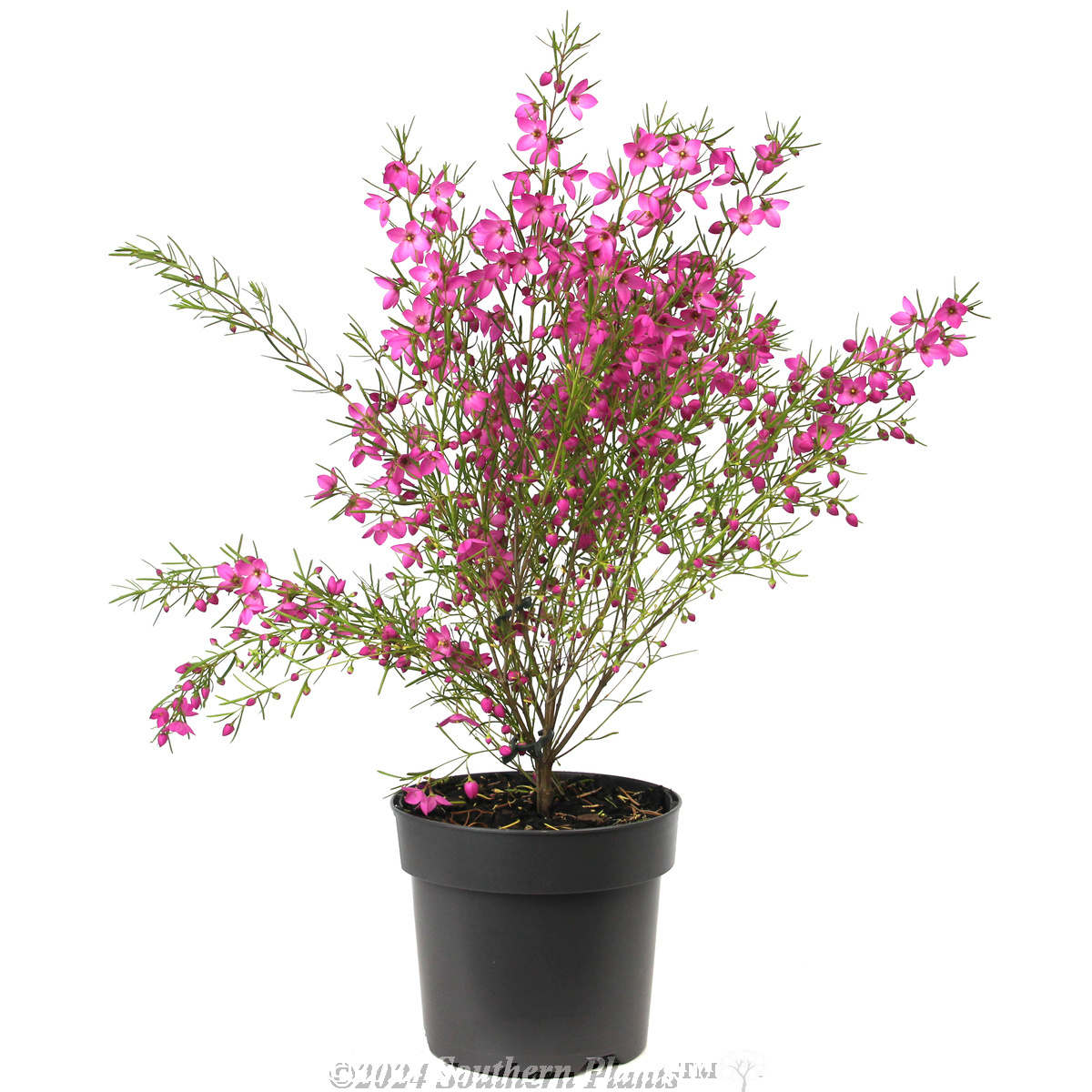 Boronia Magenta Stars - Alternate photo