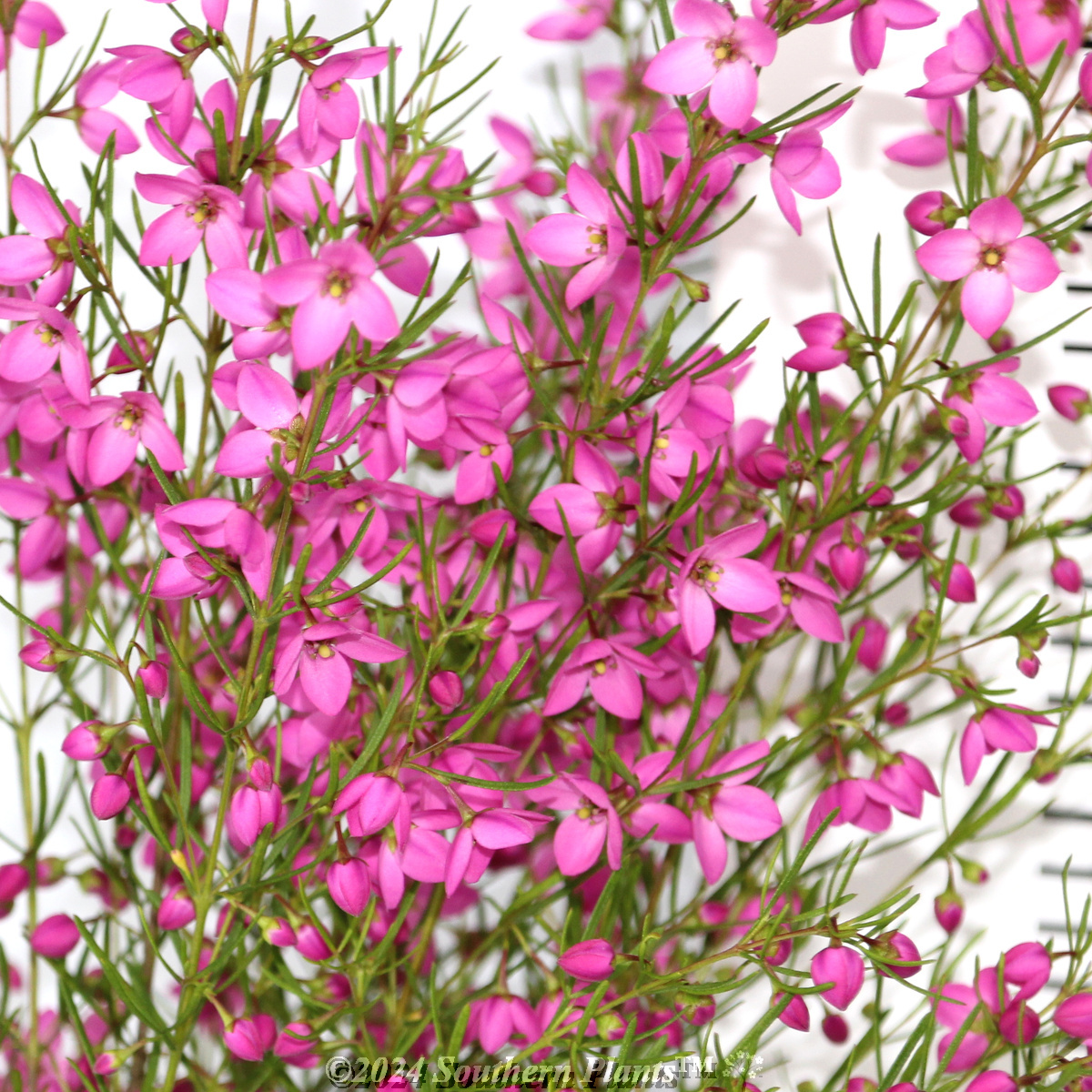 Boronia Magenta Stars