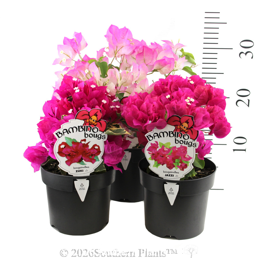 Bougainvillea