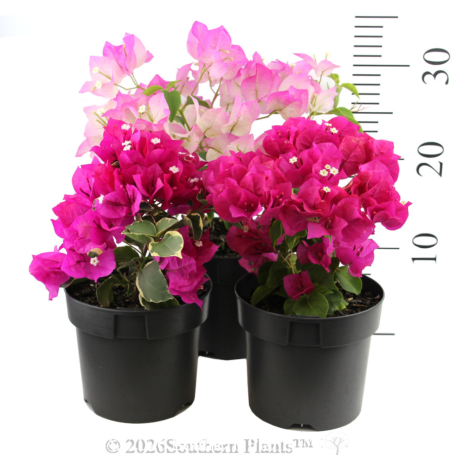 Bougainvillea - Reference photo