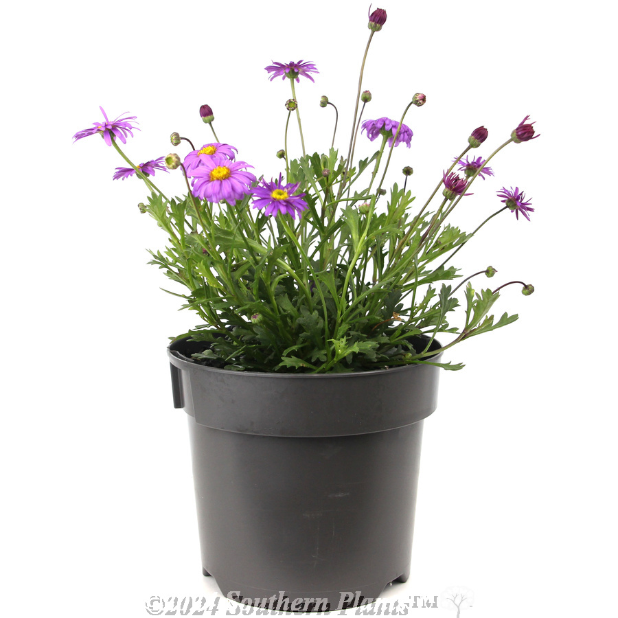 Cut-Leaf Daisy - Product photo