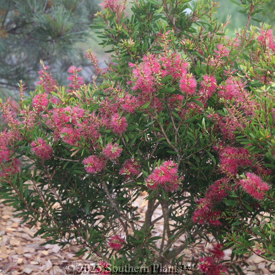 Bottlebrush Candy Burst™