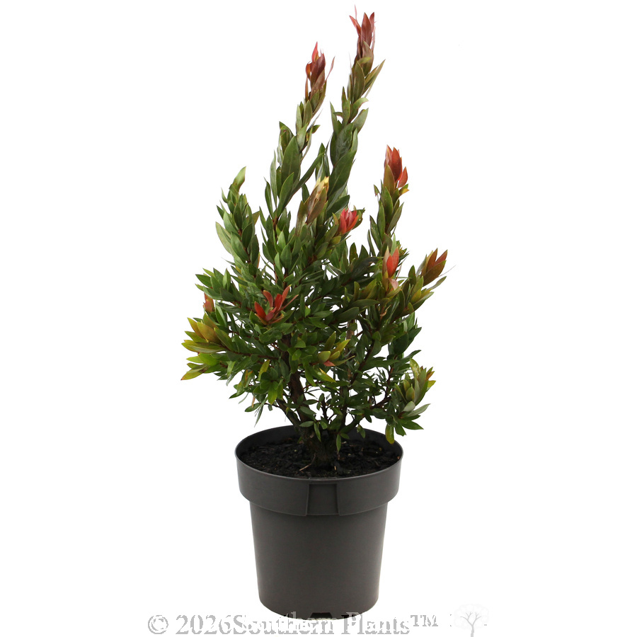 Callistermon Red Rocket - Alternate photo