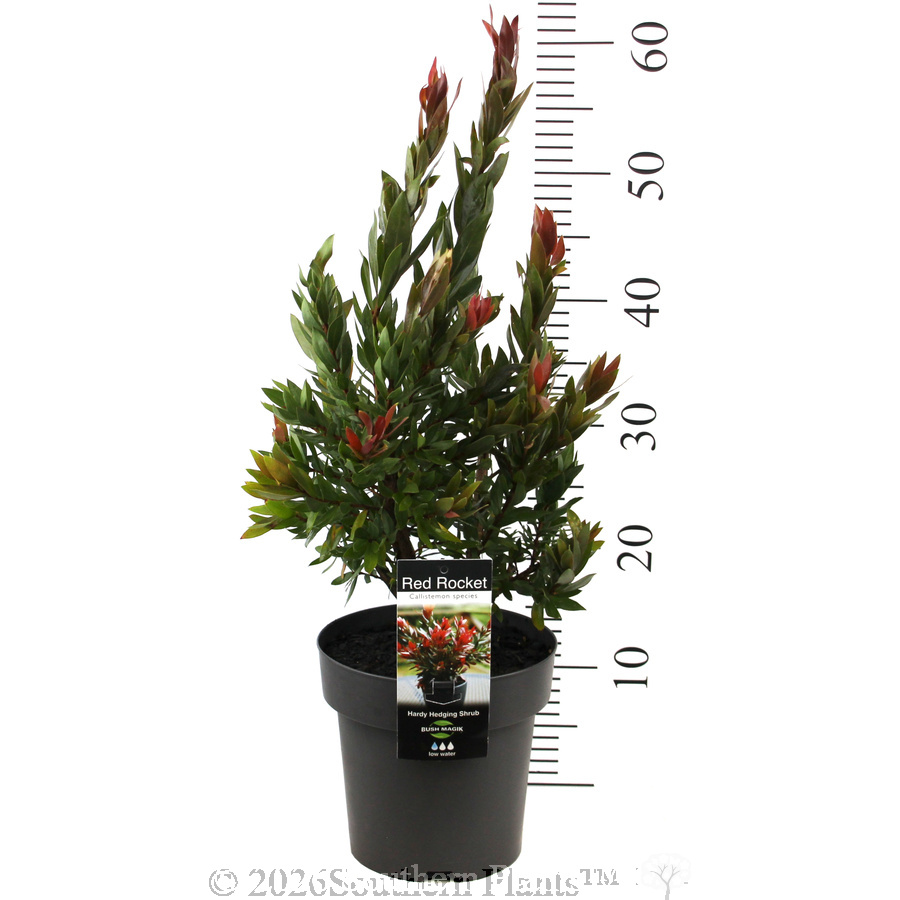 Callistermon Red Rocket