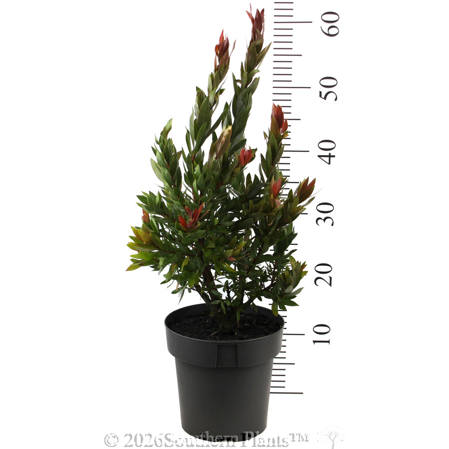 Callistermon Red Rocket - Reference photo