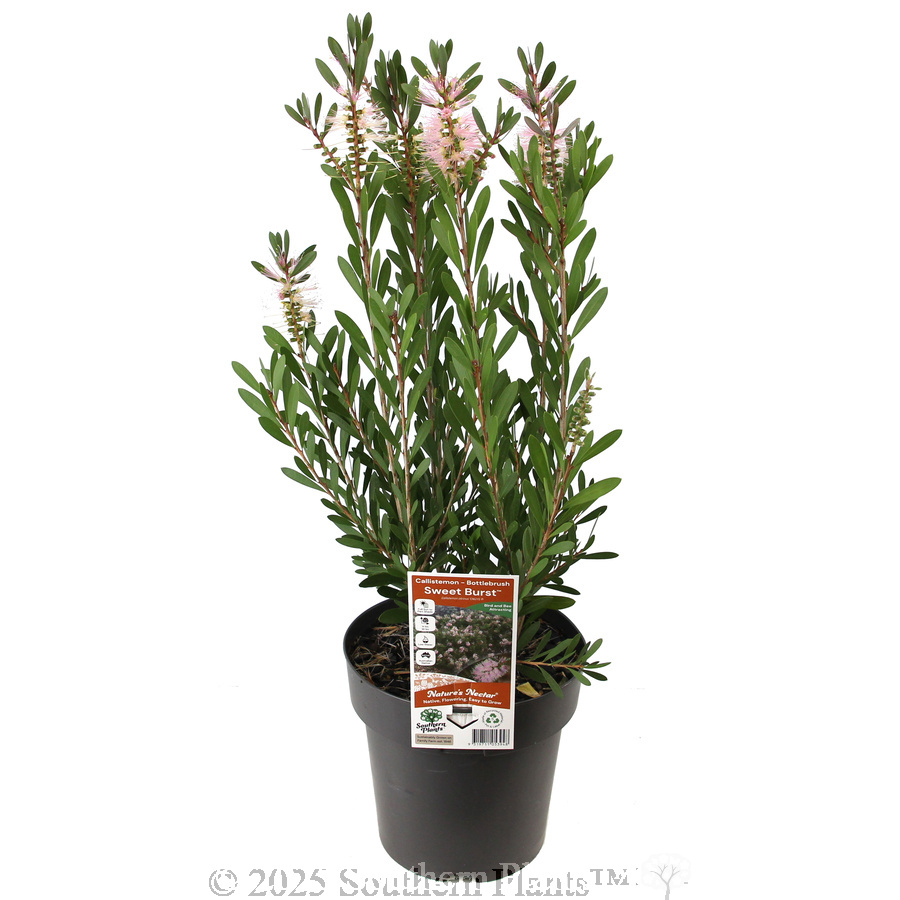 Bottlebrush Sweet Burst™ - Plant photo