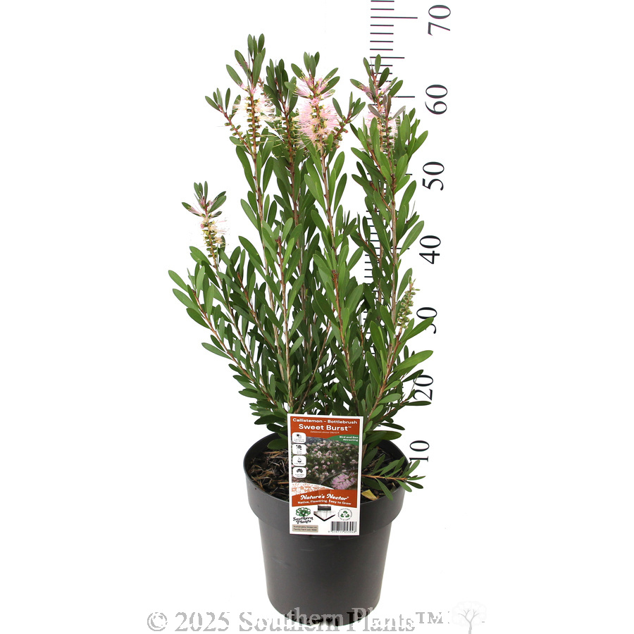 Bottlebrush Sweet Burst™ - Product photo