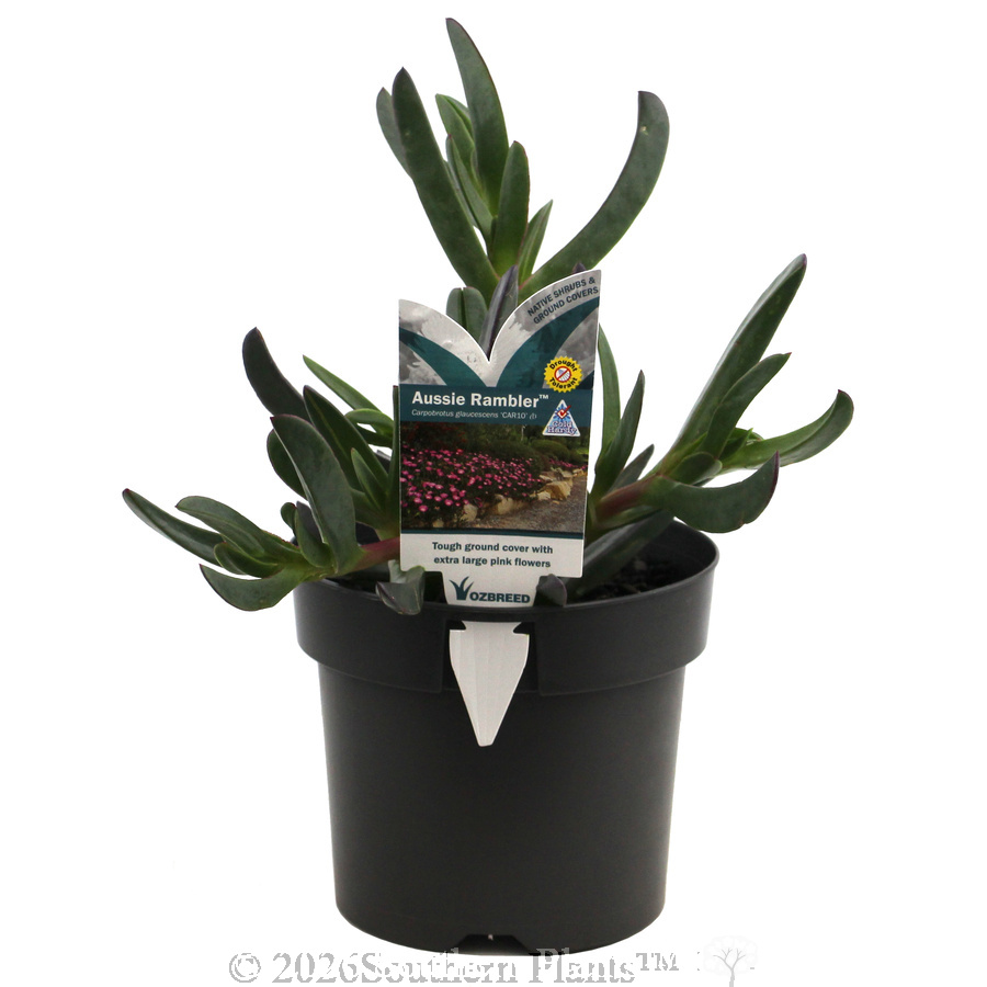 Carpobrotus Aussie Rambler - Plant photo