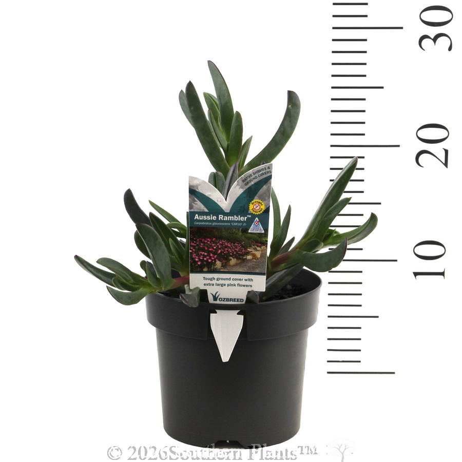 Carpobrotus Aussie Rambler