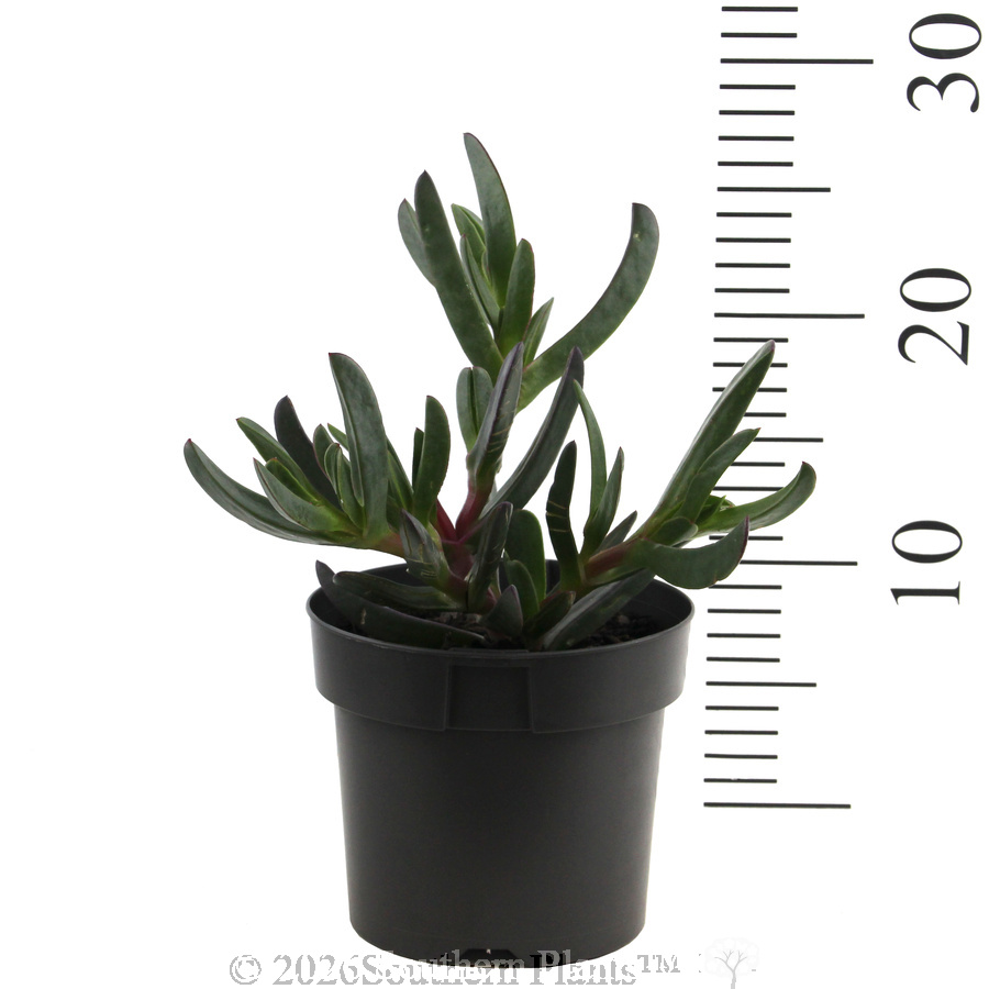 Carpobrotus Aussie Rambler - Reference photo