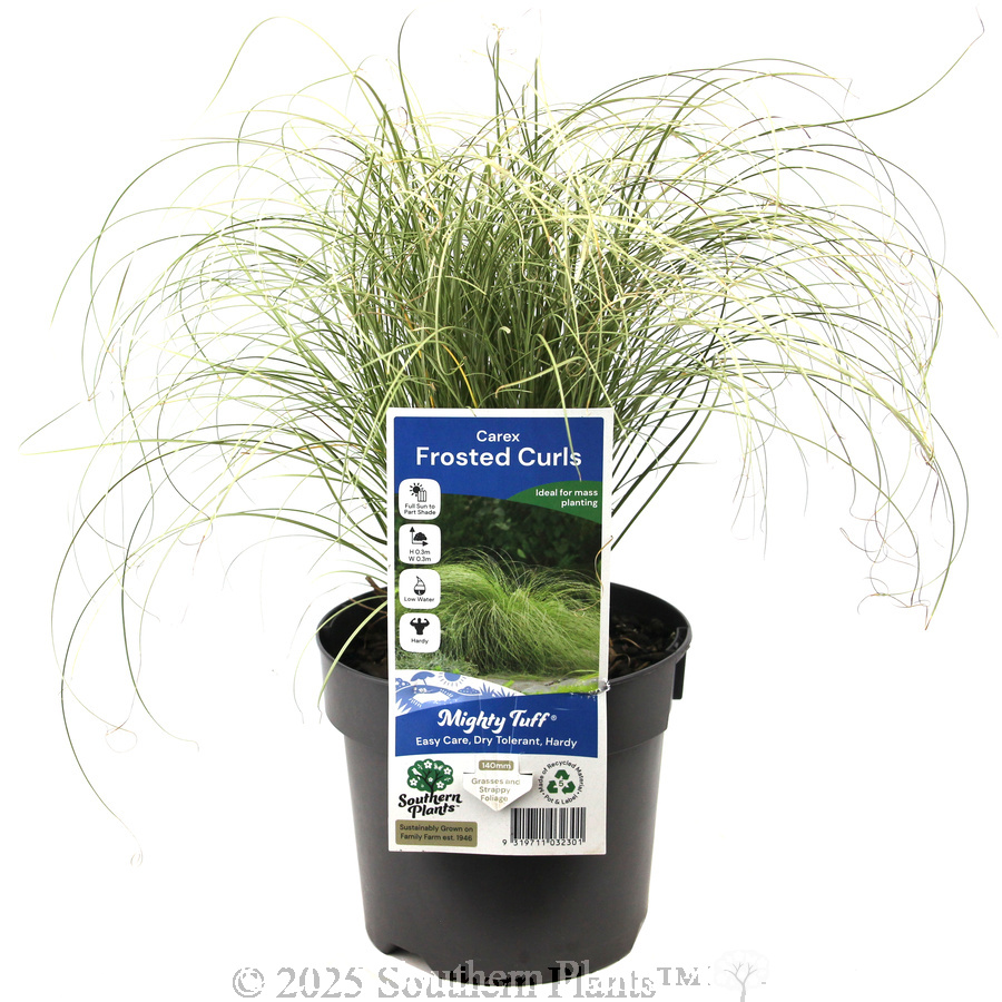 Carex Frosted Curls
