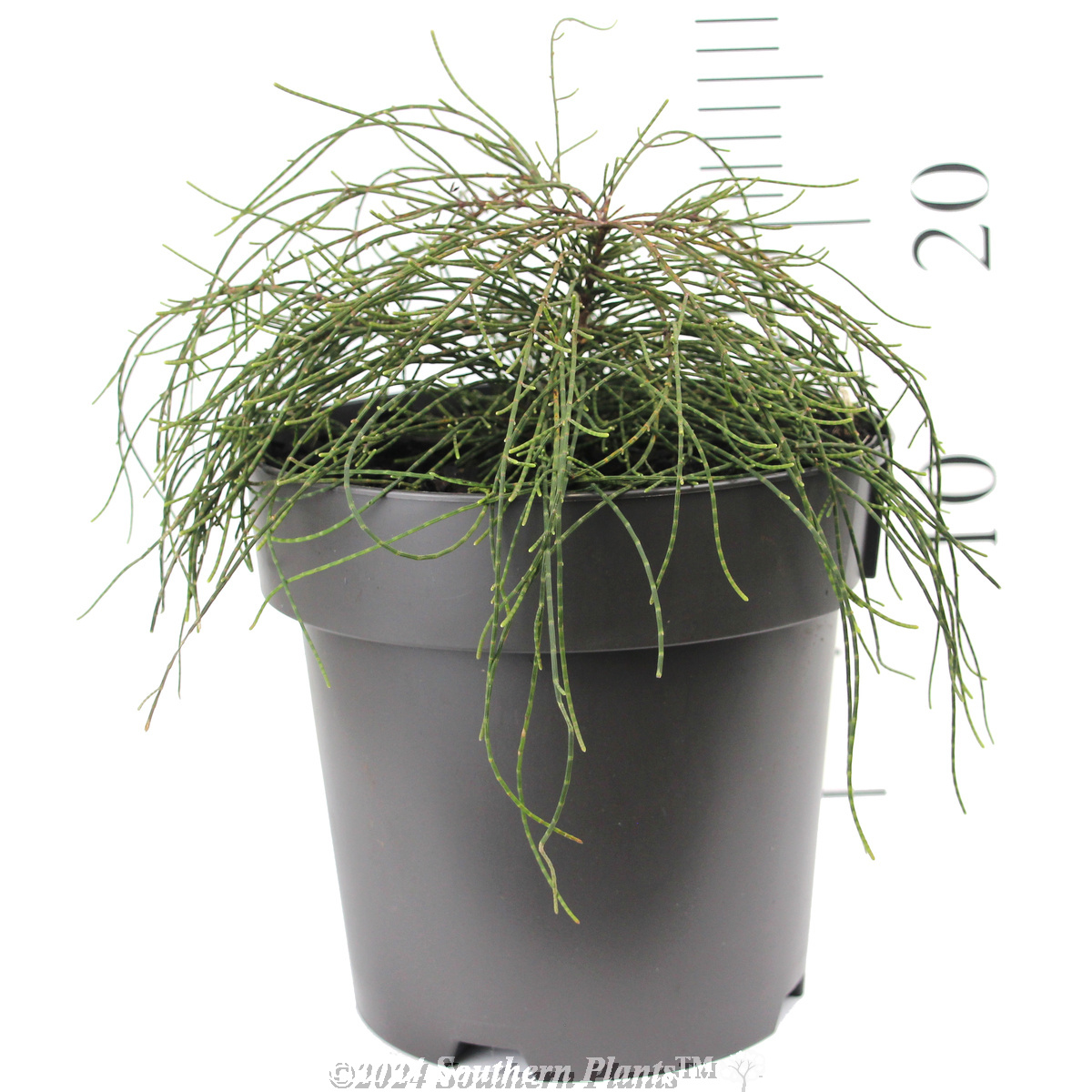 Casuarina Cousin It - Reference photo