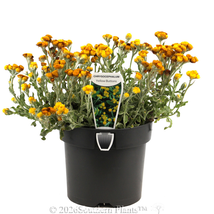 Yellow Buttons - Plant photo