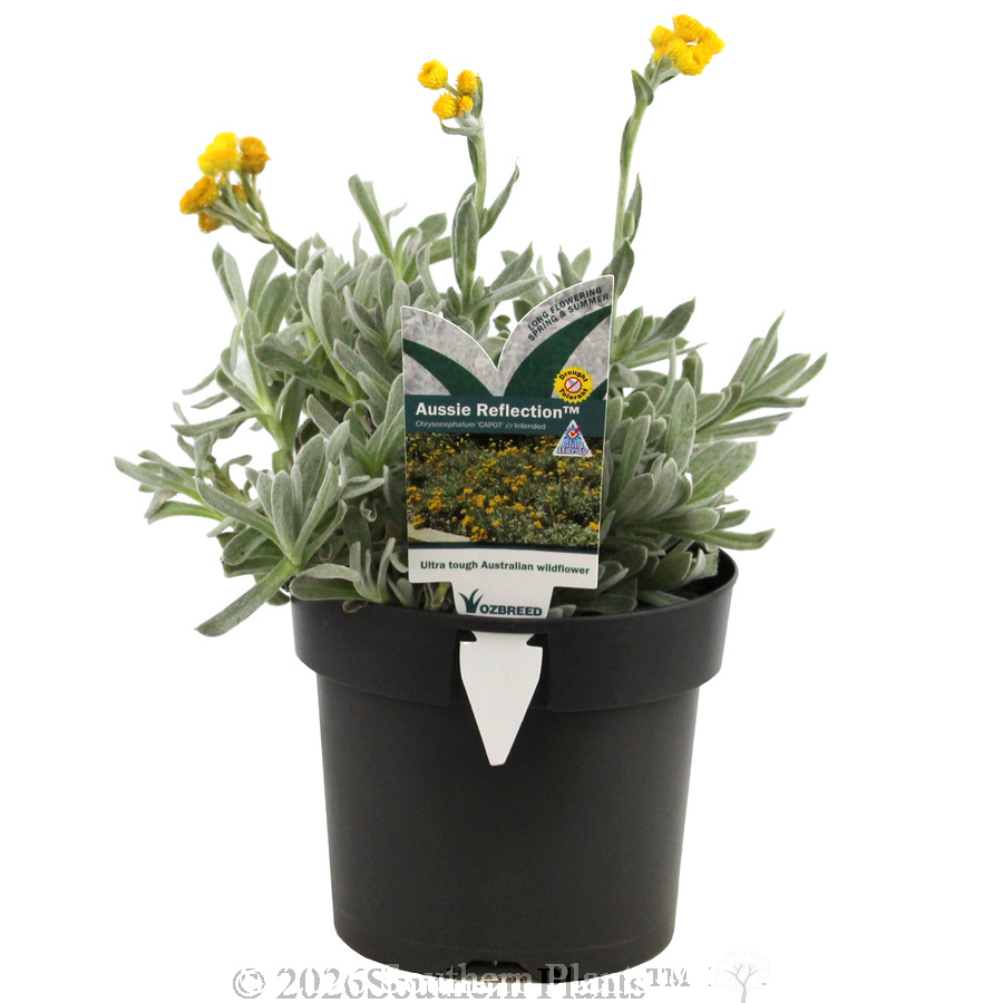Chrysocephalum Aussie Reflection - Plant photo