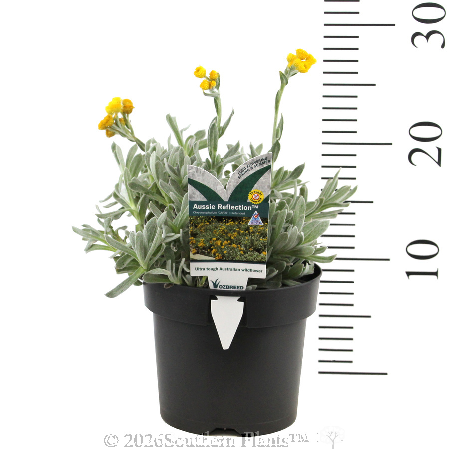 Chrysocephalum Aussie Reflection - Product photo