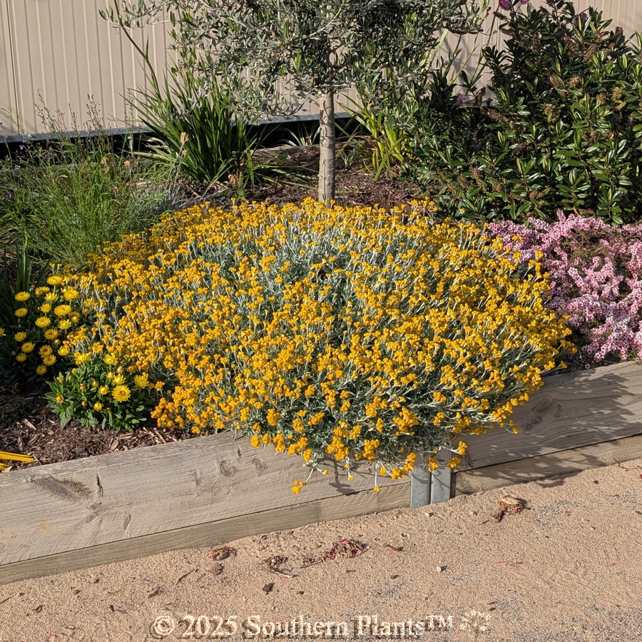 Common Everlasting or Silver Sunburst