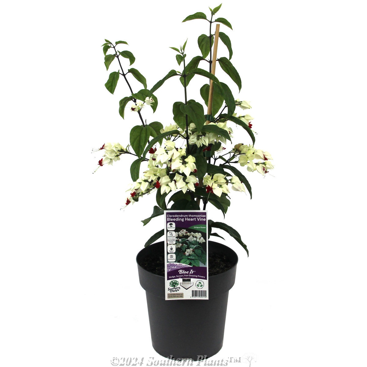 Bleeding Heart Vine - Plant photo