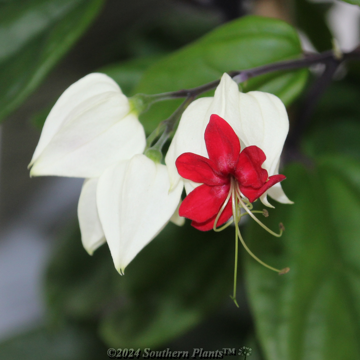 Bleeding Heart Vine